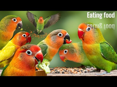 Lovebird Top 5 Favorite Veggies! 🥬🌽| Smart lovebird Parrot #lovebird #parrot #birdslover