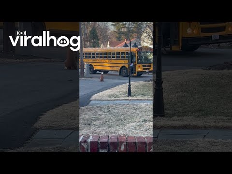 Boxer Accompanies Kids To School Bus || ViralHog