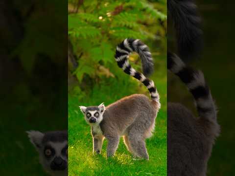 Lemurs’ Tails Are Longer Than Their Bodies! 🐒✨ #lemurs #nature #wildlife