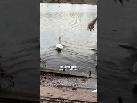 Rescued Swan Reunites With His Soulmate | The Dodo