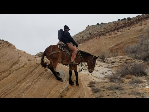 EXTREME MULE RIDING- Winter Edition