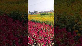 Amezing Garden of Khirai 😍❤️💛💚#flowers #khirai #2025