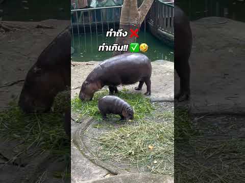 Top 5 Best Moments of Moo Deng #moodeng #moodengvideos #hippo