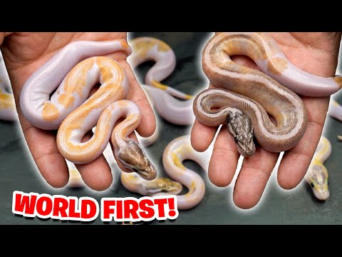 Crazy Pieds World firsts