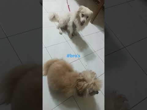 #bros #doglover #dog #pets #petlovers #cutedog #toypoodle #japanesespitz #white #brown