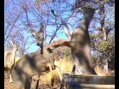 Pecking order at the frozen water tank January 10 2025 White tail Coues deer