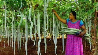 Longest Snake gourds ever seen! I made a curry, salad & of course a surprising snack| Traditional Me