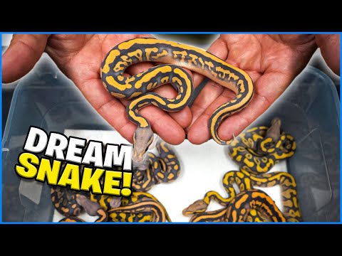 Hatching Our Dream Snake!