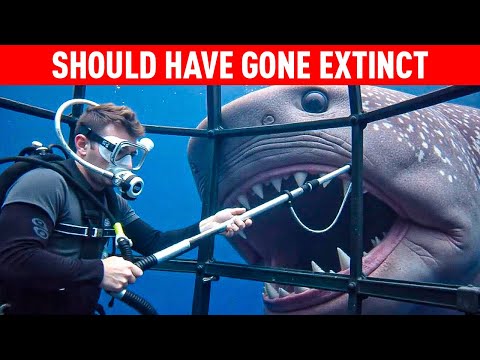 Diver JUST Discovered a Creature Thought Extinct 🐡