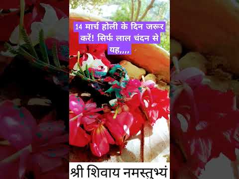 14 मार्च लाल चंदन से जरूर करें यह काम #upay#pandit_pradeep_ji_mishra #shortsfeed#holispecial#holi