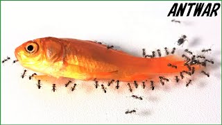 大量のアリが金魚を食べる タイムラプス ～Ants Eating Goldfish Timelapse ～