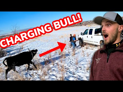 Roping CRAZY Bulls That Escaped: Vlog 19