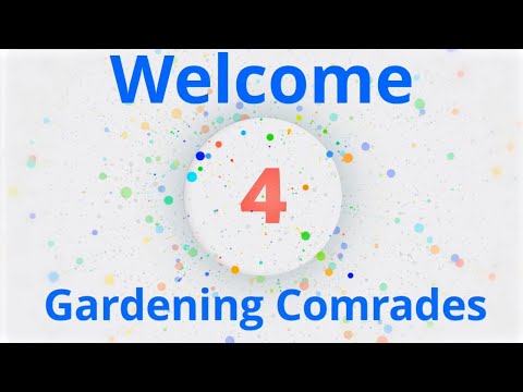 Cleaning up my #containergarden #shortvideo