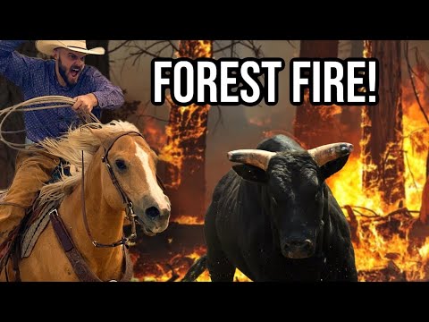 Saving Cattle From a FOREST FIRE!