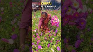 Khirai Flower Garden || Khirai The Valley Of Flowers || Khirai One Day Trip From Kolkata || #shorts