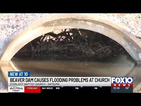 Beaver builds a dam that floods Starlight Baptist Church