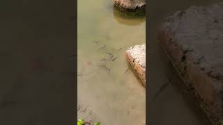 Dhakuria Lake fish 🥰#shorts #short #viralshorts #shortfeed #viralshort #dhakurialake #viral