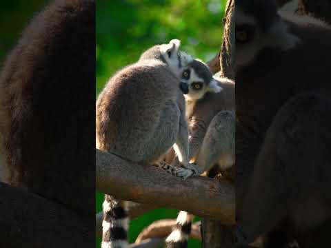 🐒 Lemurs Clean Each Other to Show Affection! ❤️✨