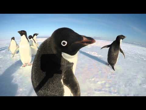 The Curiousity of a Penguin