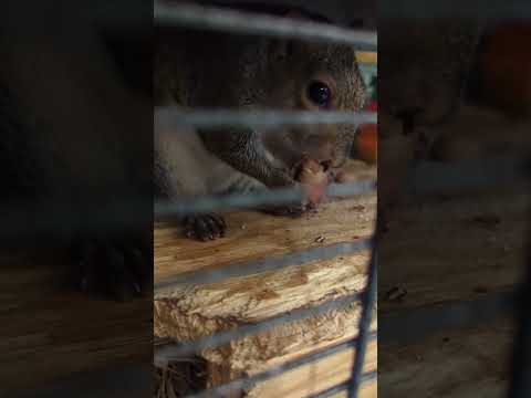 Pecan #squirrels #squirrel #thesquirrels #squirrelfriend #squirrelsquad #animals #wildlife