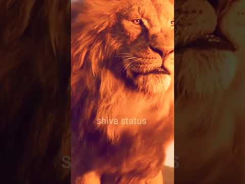 tigers watsapp status #shorts#short#shortvideo