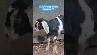 Great Pyrenees make great goat guards #california #raisinggoats #farmdog