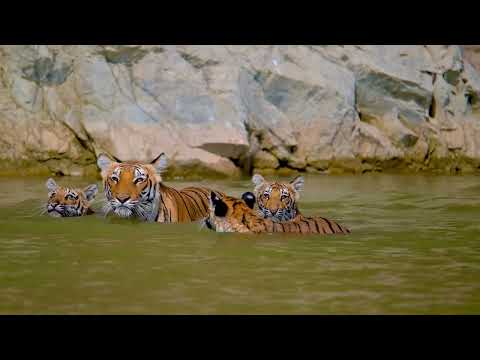 Hear the big cats of the Jim Corbett National Park | Uttarakhand