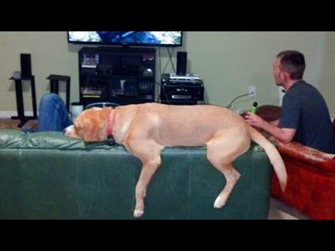 These WEIRD DOGS are here to Crack You Up 🤣🐶 NEW Funny Dog Videos