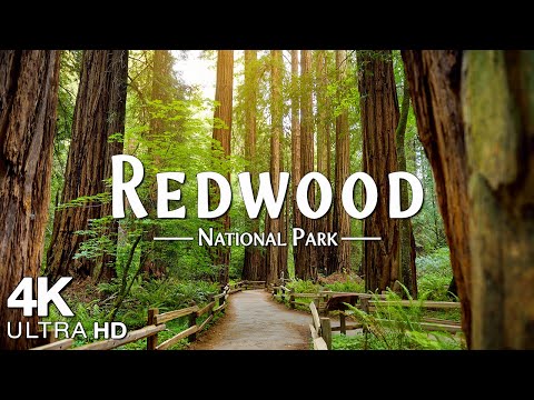 Redwood National Park 4K Ultra HD - Stunning Footage, Scenic Relaxation Film with Relaxing Music