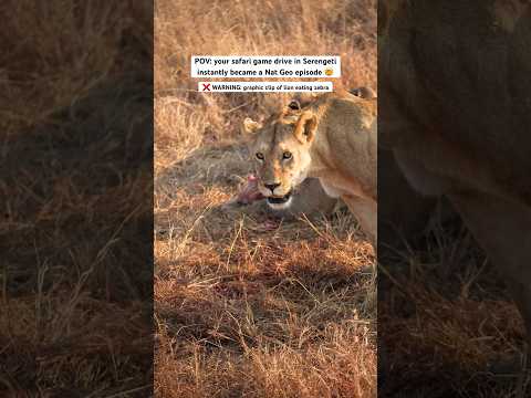 #serengeti #serengetisafari #tanzania #africasafari #bucketlisttravel #amazingexperience #lions