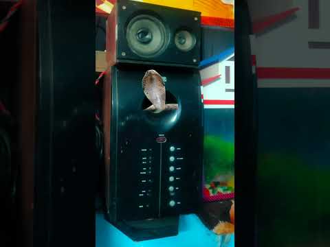 snake in Home theater system #shorts#short