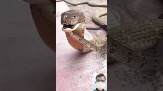 viral snake video || 🔥🤯😱 #shorts #shortfeed #short