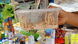 GALIFF STREET FISH DRY FOOD MARKET VISIT 1ST MAY 2022 | CURRENT FISH PRICE UPDATE |