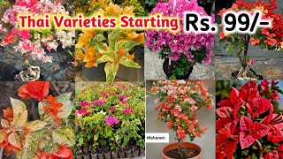 99/- Bougainvillea just rupees online sale from Kolkata nursery