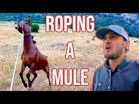 I Lost An Expensive Mule: Vlog #7