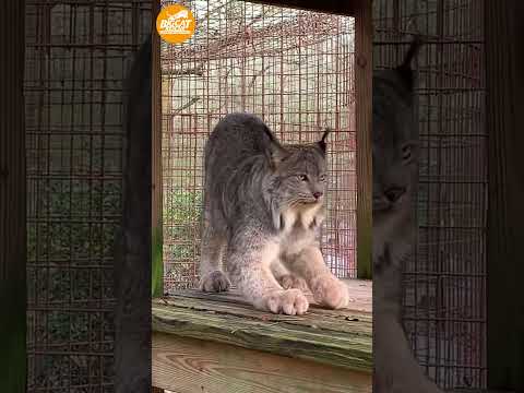 Gilligan Canada Lynx ~ #NotAPet