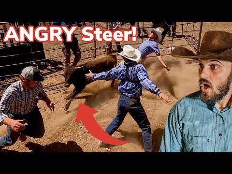 Roping a Lost Calf on Horses! [2/3]