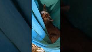 Baby Goat Discovers Hammock #homestead #raisinggoats #goatmilksoap #babygoats #smallbiz