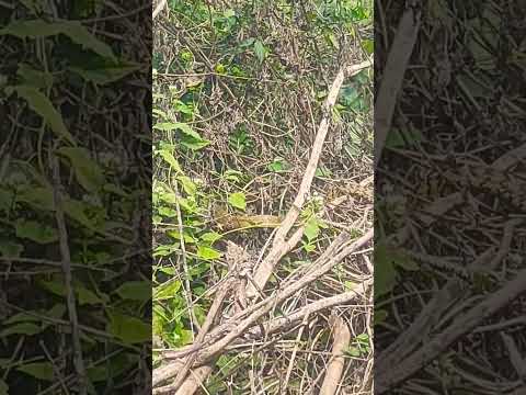 Snake in jungle #shorts #snake #shortsvideo