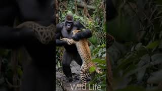 Gorila vs Leopard Fighting 😯 #gorilla #leopard #wildlife #wildanimals #animalworld #animals #shorts