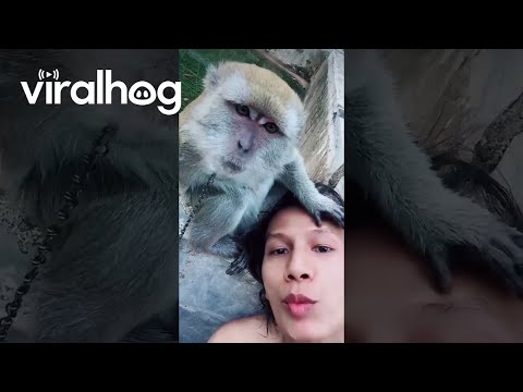 Crab-eating Macaque Mimics Owner's Kisses || ViralHog