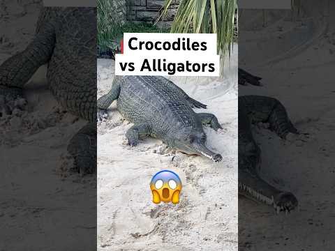 Crocodiles vs Alligators: Easiest Way To Tell Apart 😱🐊#shorts #crocodile