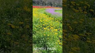 NEHRU PARK. #shorts #nature #flowers