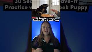 How Professional Dog Trainers Get Results (with a 12 week old German shepherd puppy!)