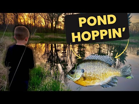 After School Pond Hoppin' | fishing trip | small fish hunt | Big fish hunting