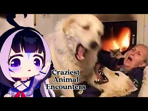 ShyLily reacts Craziest Animal Encounters of All Time | Daily dose of internet