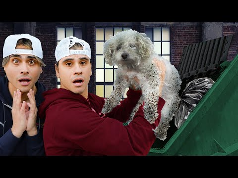 We Found A Lost Dog In A Dumpster!