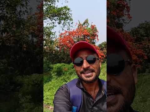 হাওড়া জেলার বেলুড় স্টেশনের কাছেই 2 বিঘা জমিতে পলাশবন