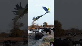 Falcon approaching the crowd of animals #shorts #virrals #birds #animals #yearofyou