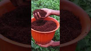 How to use Cocopeat in plants? #plants #healthyenvironment #gardening #greenliving